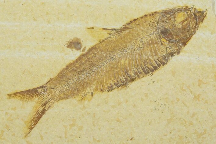 Detailed Fossil Fish (Knightia) - Wyoming #369394